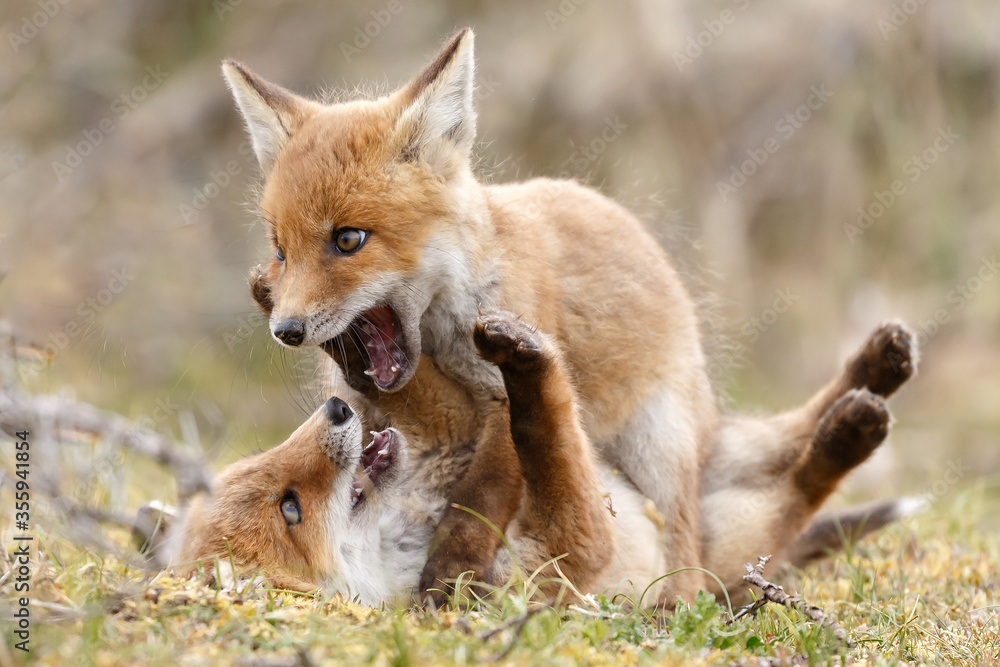 Fototapeta premium Red fox cubs new born in springtime.