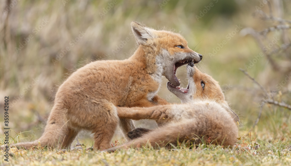 Red fox cubs new born in springtime. Red fox cubs new born in springtime.