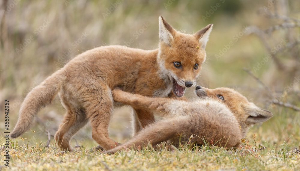 Red fox cubs new born in springtime. Red fox cubs new born in springtime.