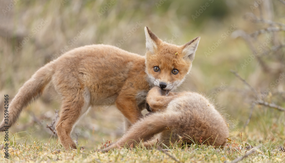 Fototapeta premium Red fox cubs new born in springtime.