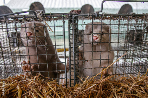Canvastavla Mink farm. Mink in the cage. Mink's fur