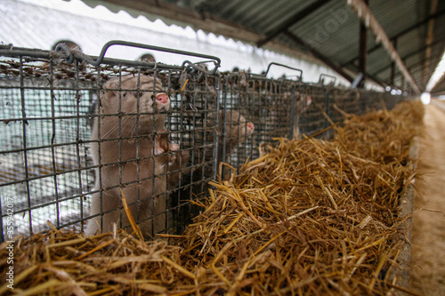 Mink farm. Mink in the cage. Mink's fur photo