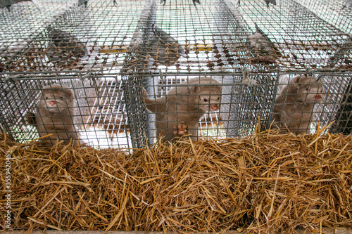 Mink farm. Mink in the cage. Mink's fur photo