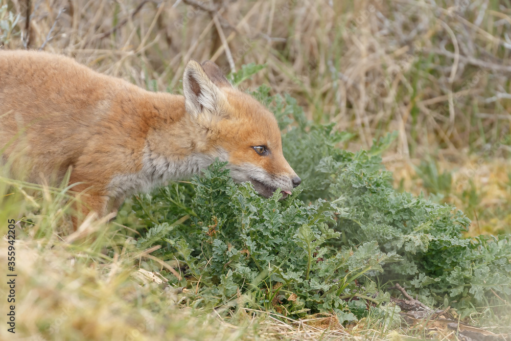 Red fox cubs new born in springtime. Red fox cubs new born in springtime.