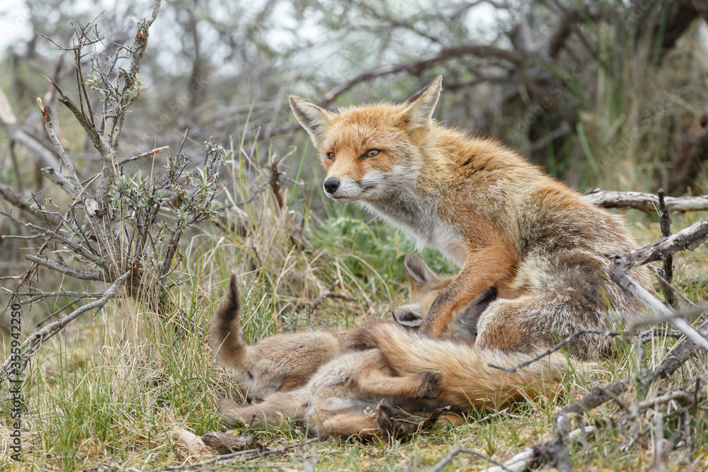Naklejka premium Red fox cubs new born in springtime.