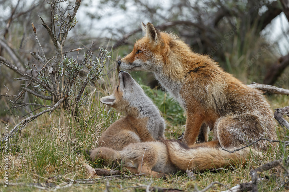 Obraz premium Red fox cubs new born in springtime.