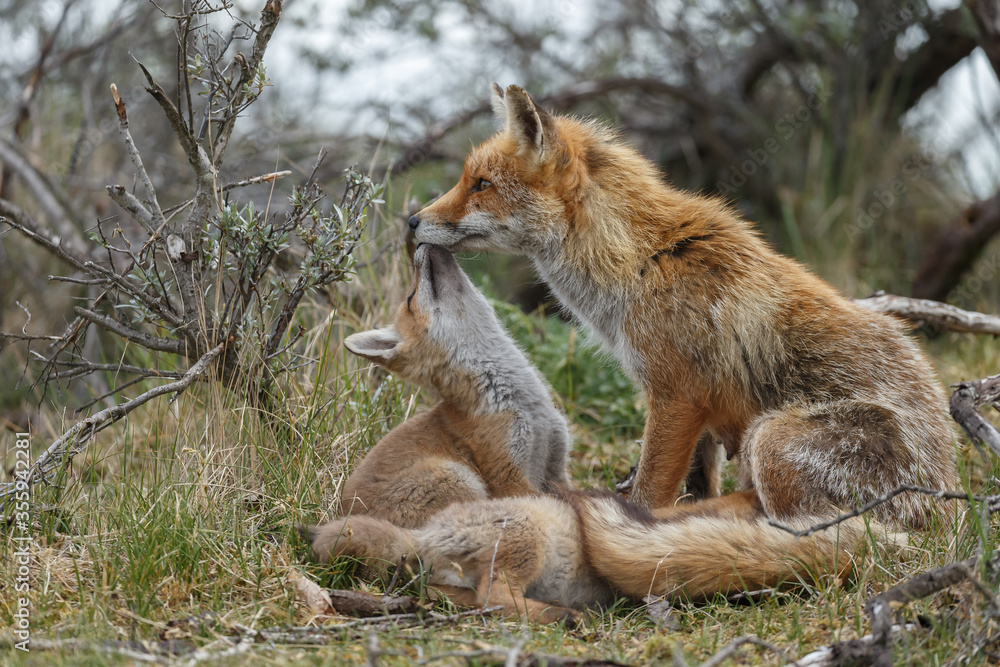 Fototapeta premium Red fox cubs new born in springtime.