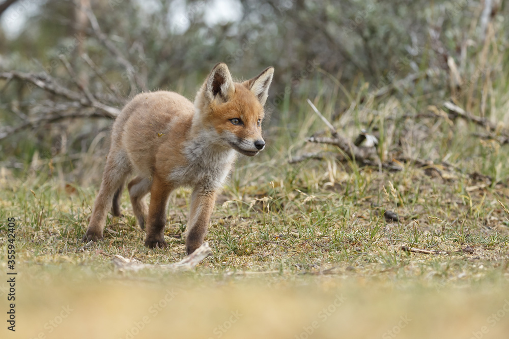 Red fox cubs new born in springtime. Red fox cubs new born in springtime.