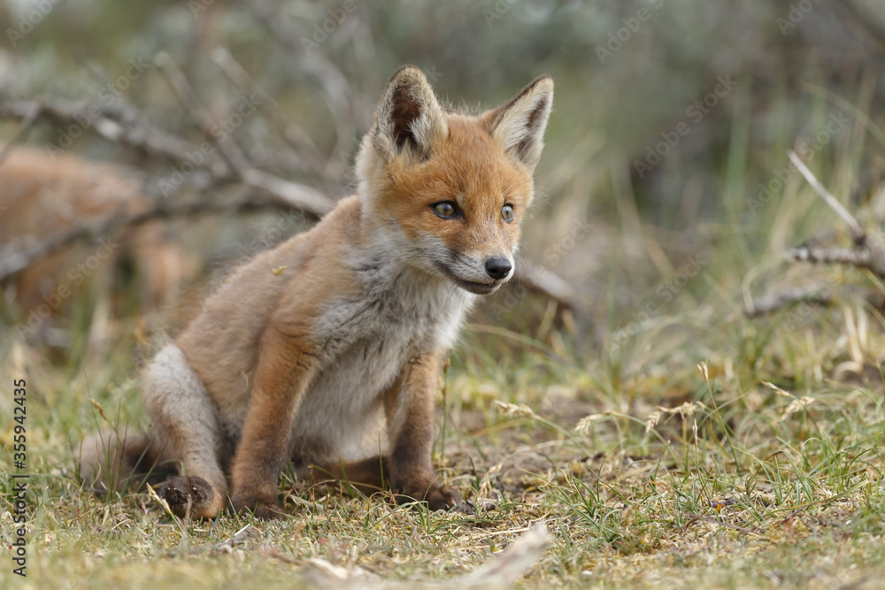 Red fox cubs new born in springtime. Red fox cubs new born in springtime.