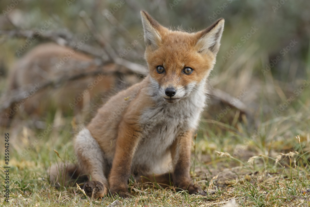 Red fox cubs new born in springtime.