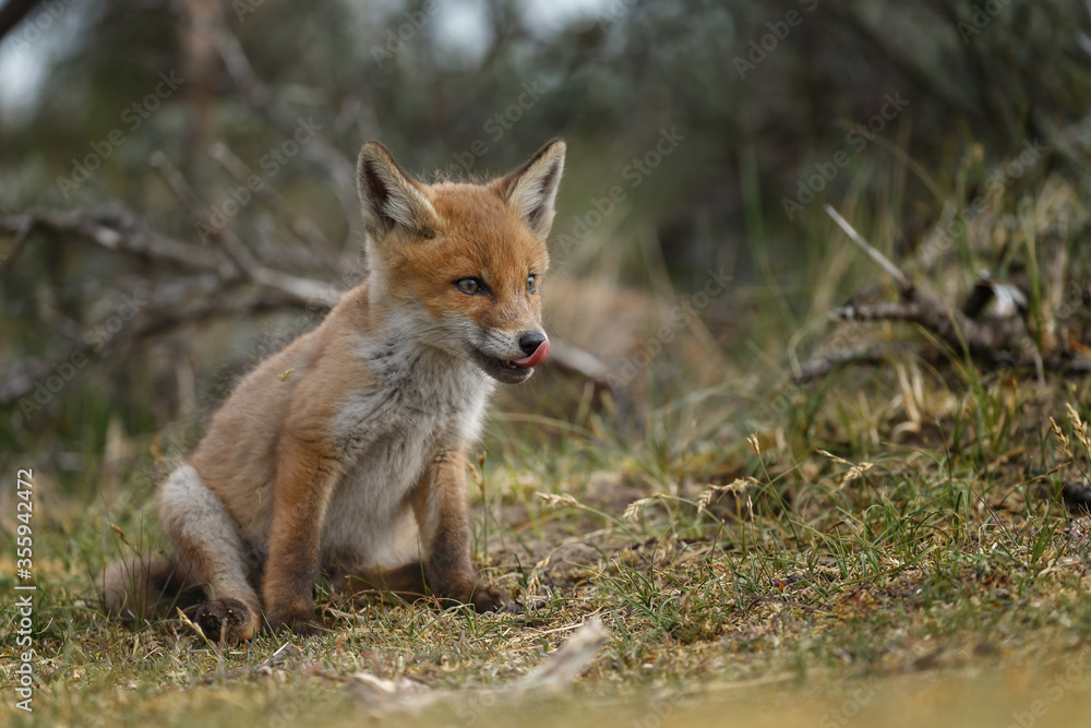 Red fox cubs new born in springtime. Red fox cubs new born in springtime.