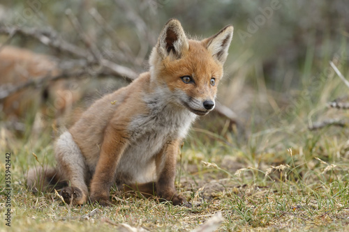 Red fox cubs new born in springtime.