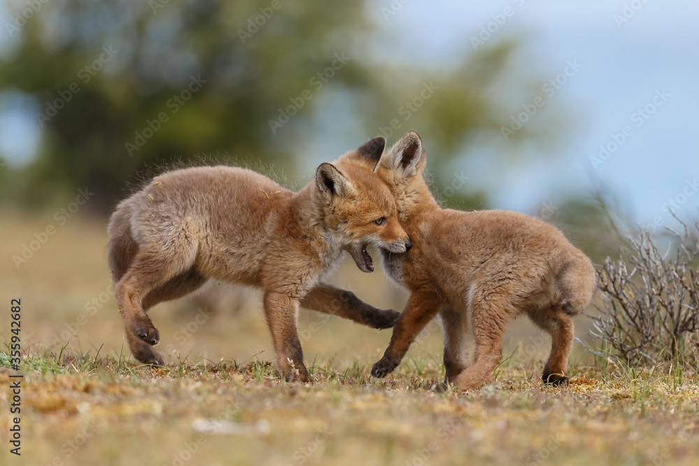 Naklejka premium Red fox cubs new born in springtime.