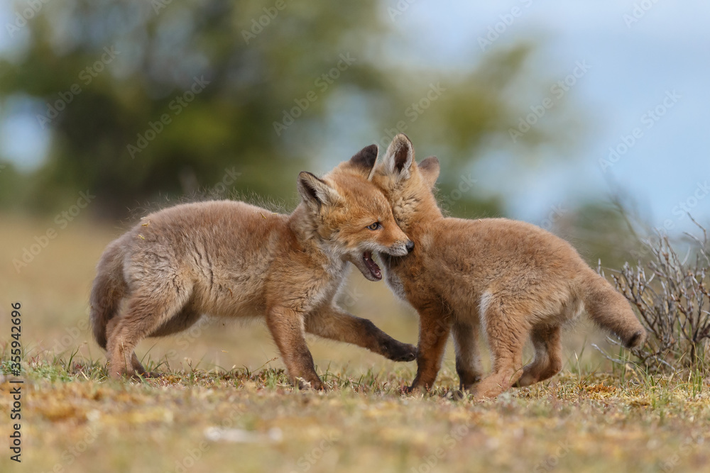 Fototapeta premium Red fox cubs new born in springtime.