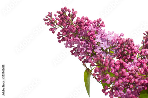 Lilac branch isolated on white background