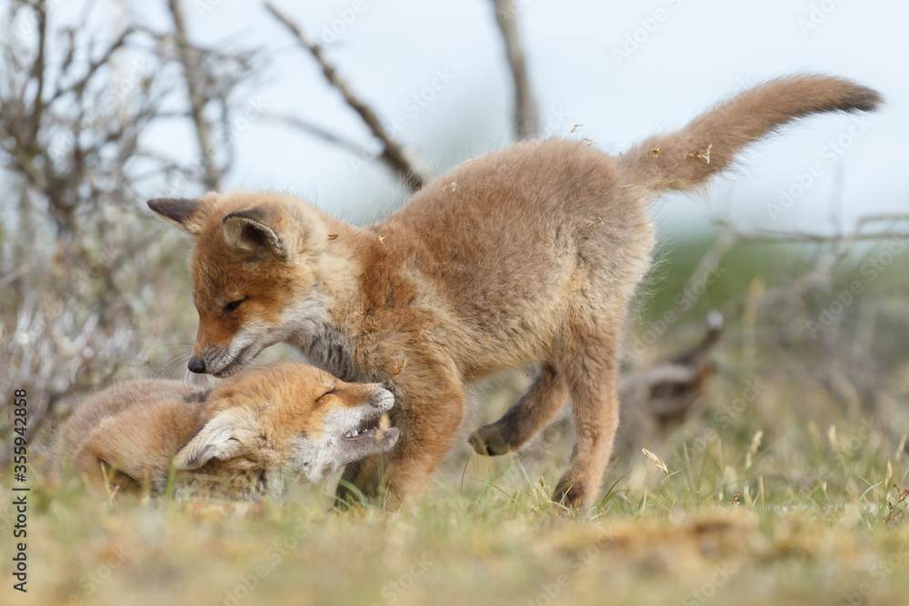 Fototapeta premium Red fox cubs new born in springtime.