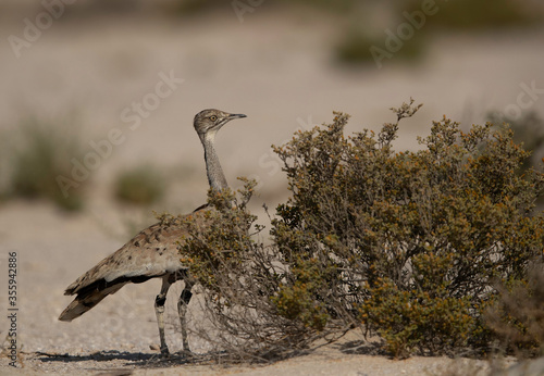 Houbara bustard in the desert habitat of Bahrain photo