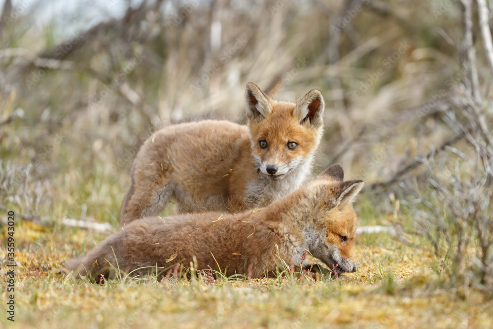 Naklejka premium Red fox cubs new born in springtime.