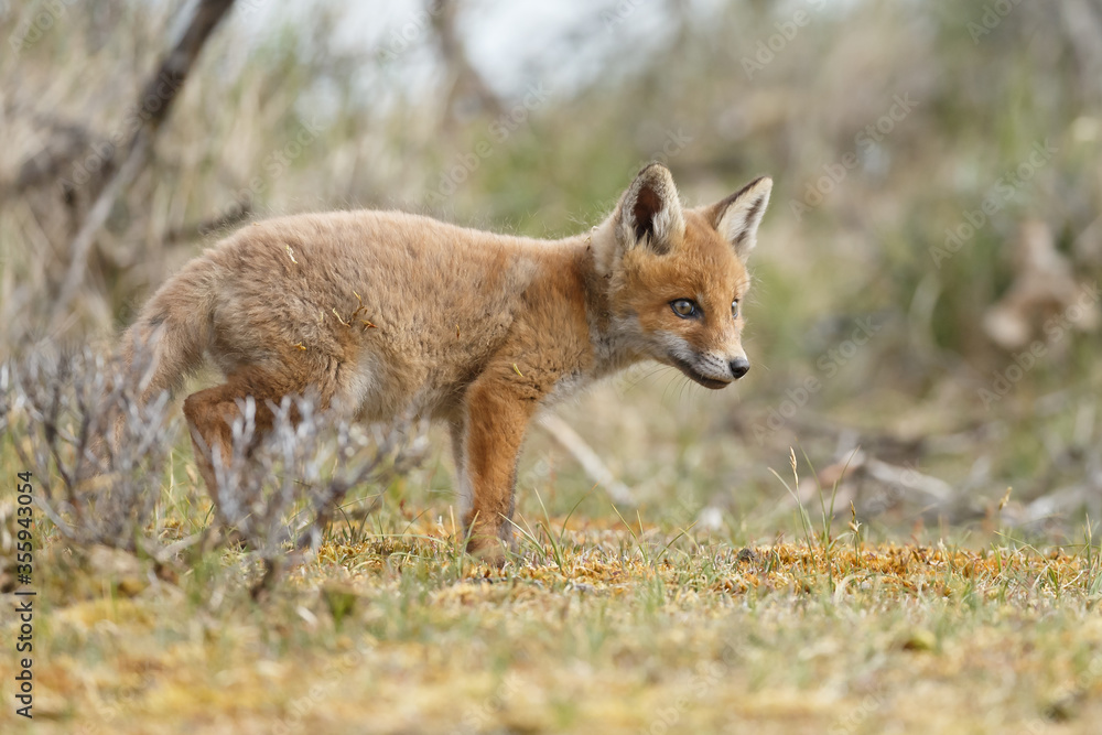 Red fox cubs new born in springtime.