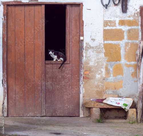 Gato encarado en una puerta de establo