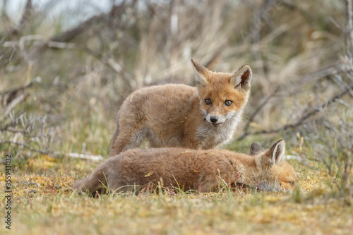 Red fox cubs new born in springtime.