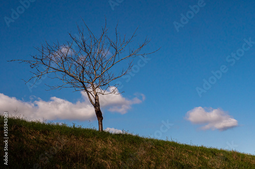 Árbol solitario en el campo con cielo azul y algunas nubes