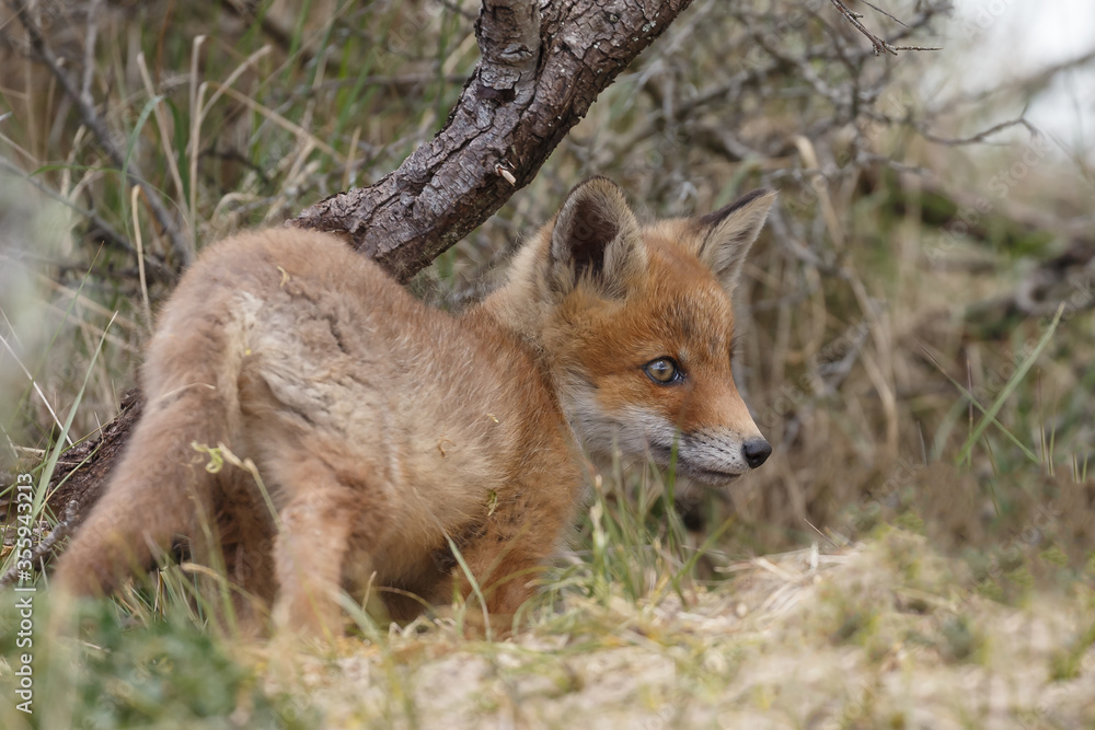 Fototapeta premium Red fox cubs new born in springtime.
