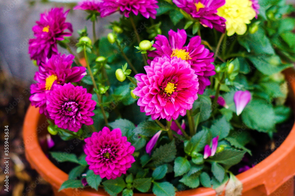 wunderschöne Blumen in einem einmaligem Licht wunderschöne Blumen in einem einmaligem Licht