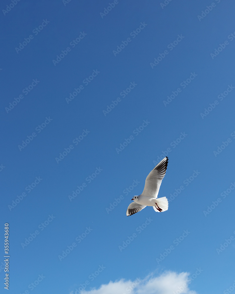 Obraz premium Beautiful sea gulls on a background of blue sky.