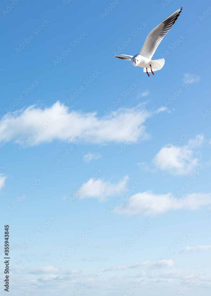Beautiful sea gulls on a background of blue sky. Beautiful sea gulls on a background of blue sky.