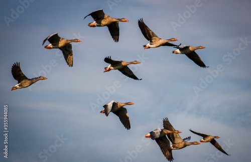 geese in flight