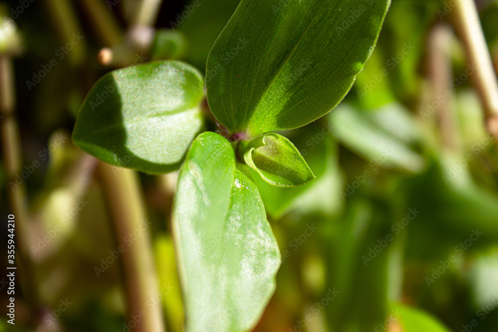 Nature in shades of green Nature in shades of green