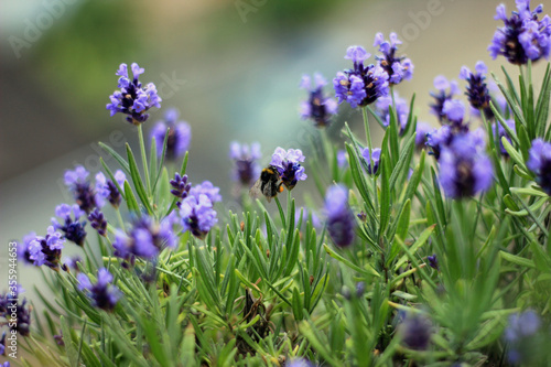 Bumblebee collection pollen from violett flowers