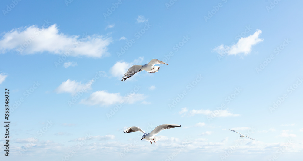 Beautiful sea gulls on a background of blue sky.