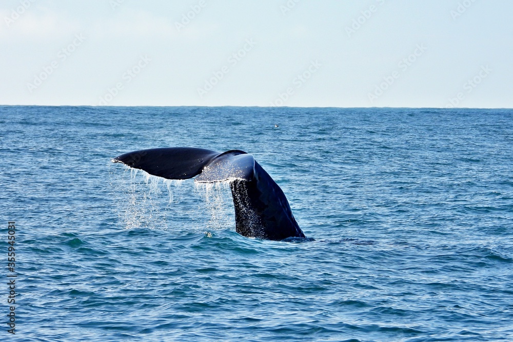 Fototapeta premium Pottwal taucht ab