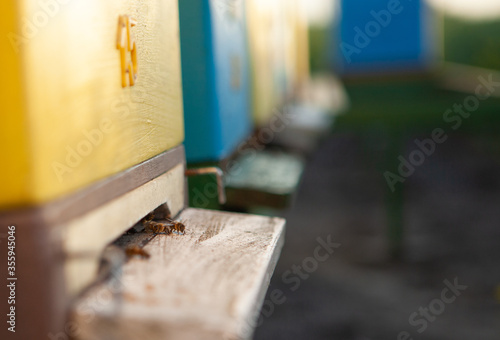 Colorful bee homes, close-up view. Entrances of colorful beehives.