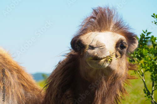 Funny animal  portrait of a camel with mohawk on his head