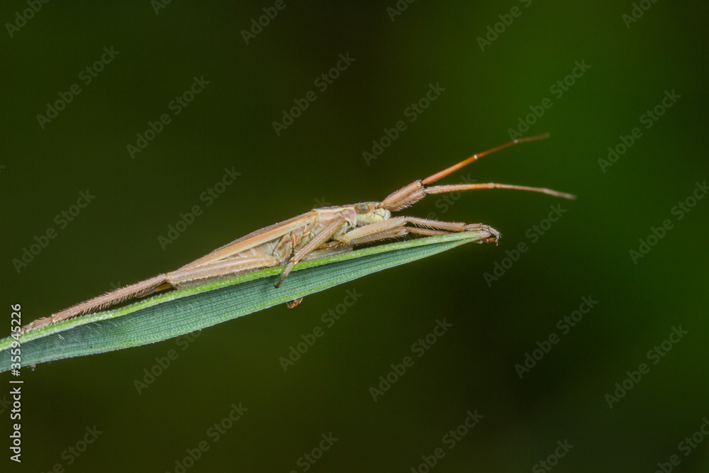 Close up of a capsid bug, Lygocoris pabulinus, on a blade of grass with a plain dark green background and copy space. Close up of a capsid bug, Lygocoris pabulinus, on a blade of grass with a plain dark green background and copy space.