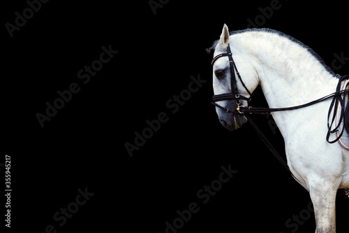 Gray andalusian or lusitano horse with black mane isolated on black background, copy space photo