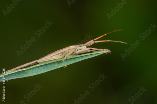 Close up of a capsid bug, Lygocoris pabulinus, on a blade of grass with a plain dark green background and copy space.