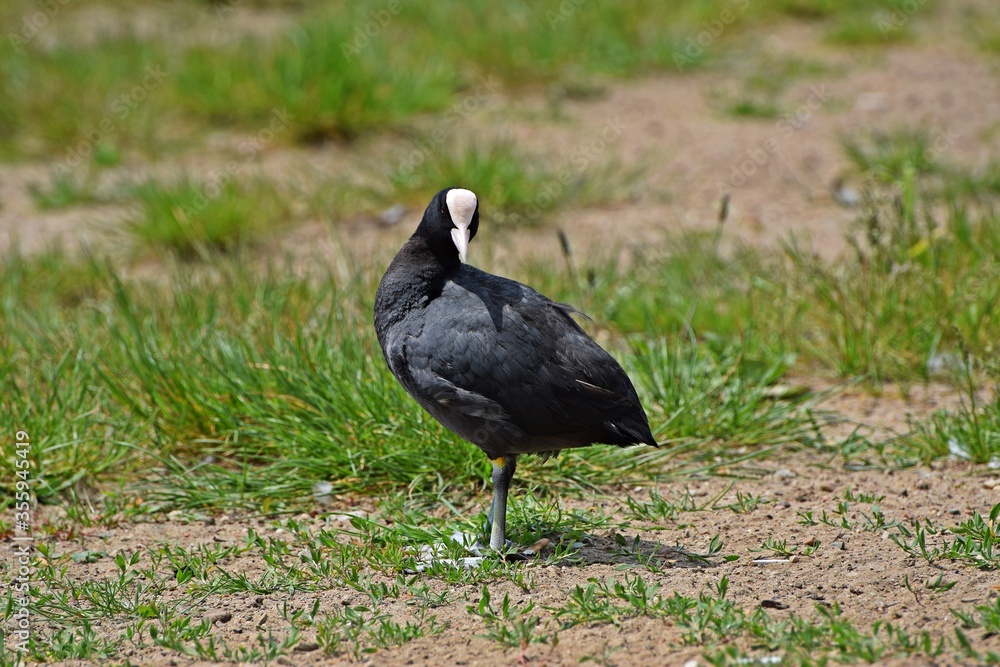 Fototapeta premium Dzikie ptactwo