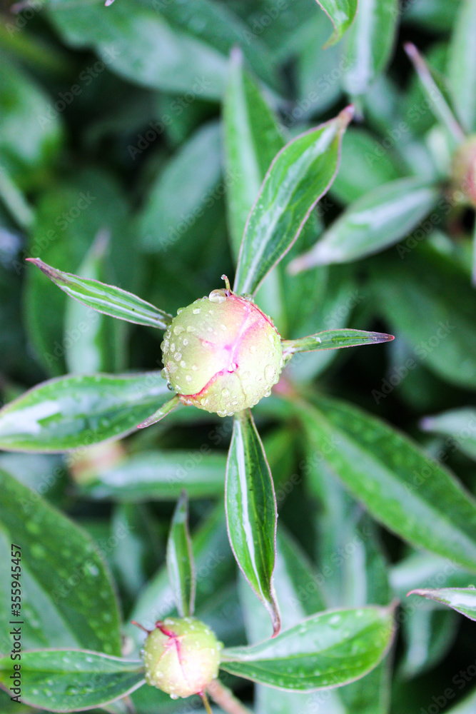 Unopened peony buds close up with raindrops Unopened peony buds close up with raindrops