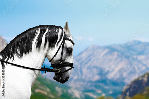 Slika na platnu Gray lusitano horse with black mane, lusitanian
