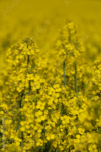 Rapeseed flower field in the Spring/Summer