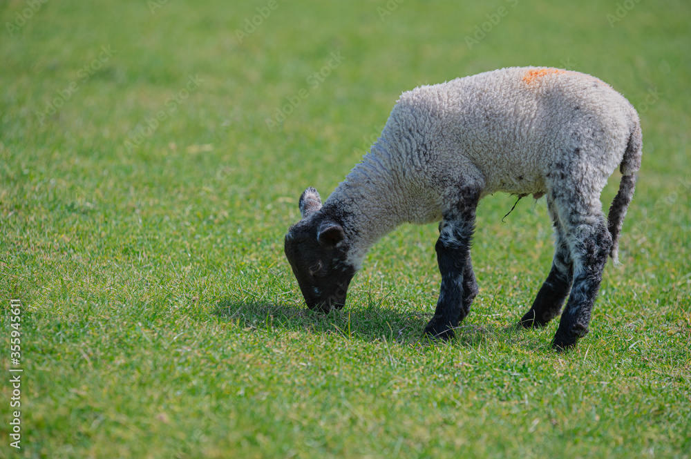 Spring lambs in a green meadow field during Spring / Summer Spring lambs in a green meadow field during Spring / Summer
