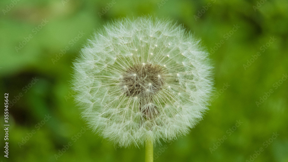 Fototapeta premium Dmuchawiec