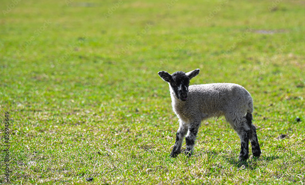 Spring lambs in a green meadow field during Spring / Summer Spring lambs in a green meadow field during Spring / Summer