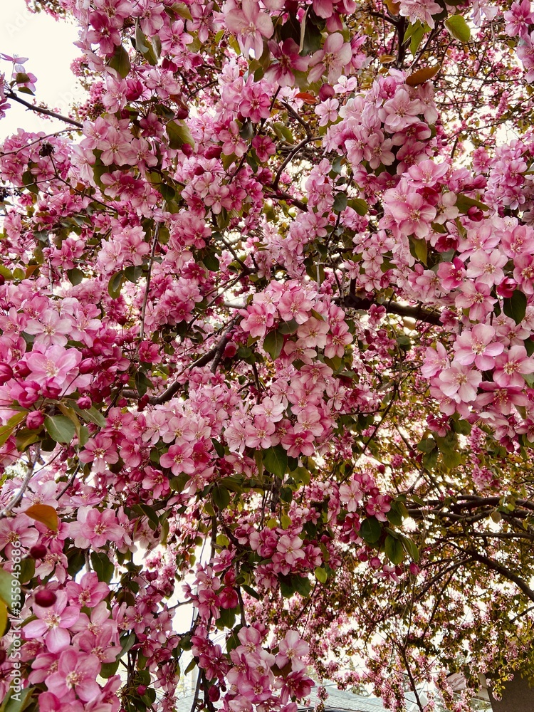 Summer pink cherry blossom