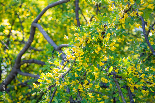 Flowers of yellow acacia shrub. Blooming Caragan arborescenes tree photo