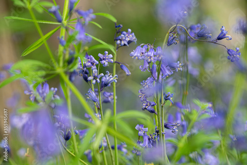 Bluebells and wildflowers in a spring summer woodland forest